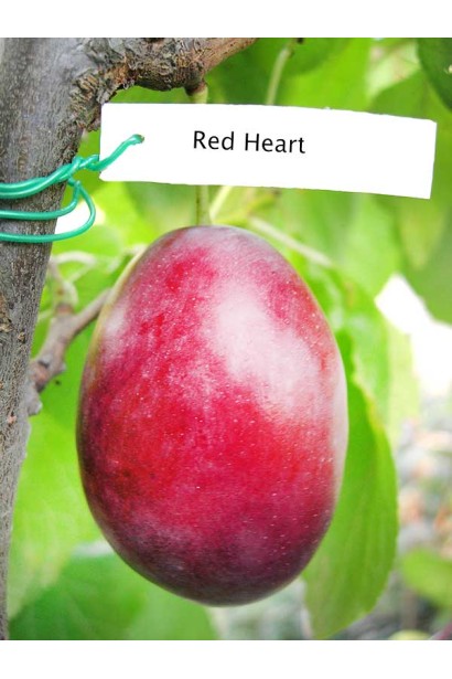 Prunus domestica Red Heart